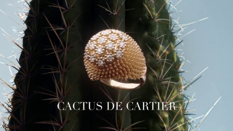 Cactus de Cartier